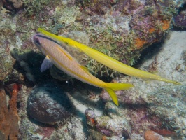 Dive Buddies IMG 6001